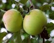 Green and red apple hanging on tree