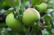 Green and red apple hanging on tree