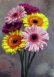 Gerberas