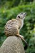 Meerkat