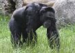 Black gorilla