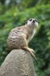 Meerkat