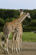 Two giraffes