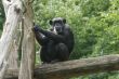 Monkey on a tree
