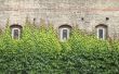 Windows with ivy