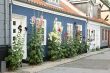 Flowers in a street