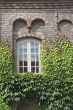 Window with ivy