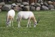 Two antelopes