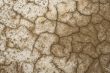 Cracked earth