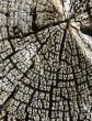 Old cracked wood