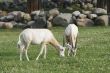 Two antelopes