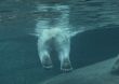 Polar bear swimming