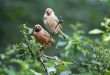 Red-billed quelea