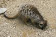 Meerkat digging a hole