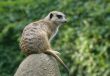 Meerkat