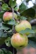 Green and red apple hanging on tree