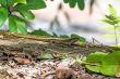 Big lizard on the moss