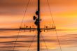 TV tower at sunset