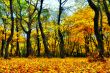 Yellow leaves and autumn forest