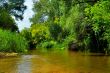 River in the forest