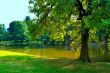 Shade tree by pond in park