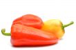 Bulgarian pepper