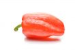 Bulgarian pepper
