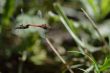 A pair of dragonflies in flight