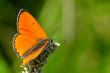 Butterfly colias croceus