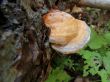Mushroom growing on the fallen tree in summer forest