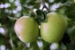 Green and red apple hanging on tree