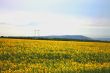 Wide field of sunflowers. The Summertime landsape