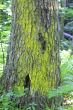 Tree bark over
