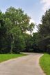 Forest road
