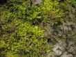 Forest moss