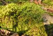  Green moss