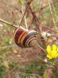 Forest snail 