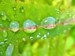Water drops on green leaf