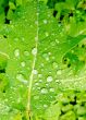 Water drops on green leaf