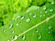 Water drops on green leaf