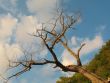 Old dried-up tree