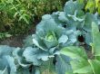 Cabbage in the garden