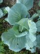 Cabbage in the garden