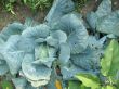 Cabbage in the garden
