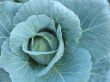 Cabbage in the garden