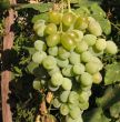 bunch of white grapes