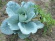 Cabbage in the garden