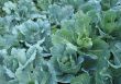 Cabbage in the garden