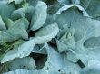 Cabbage in the garden