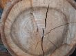 slice of a tree trunk